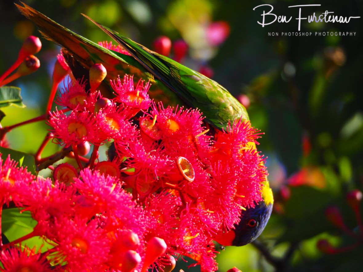 Brilliant colours @ Evans Head, Northern New South Wales, Australia