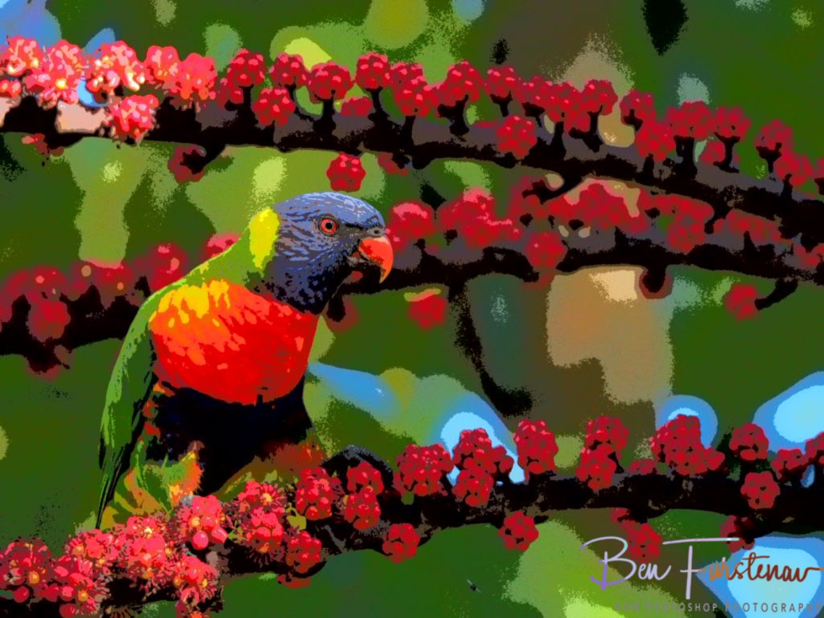 Conspicuous blend @ Lismore, Northern New South Wales, Australia