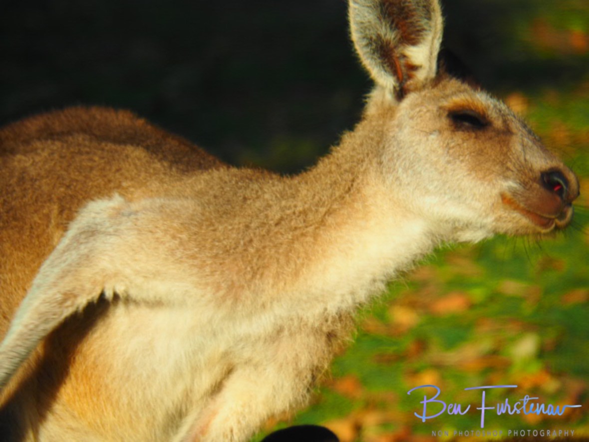 Sooooo good @ Woody Head, Northern New South Wales, Australia