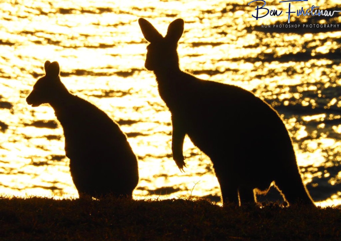 Double glare at Kemp’s Corner @ Hat Head National Park, Northern New South Wales, Australia