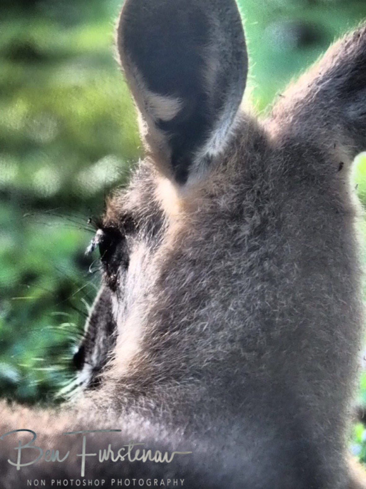 Rear view @ Woody Head, Northern New South Wales, Australia
