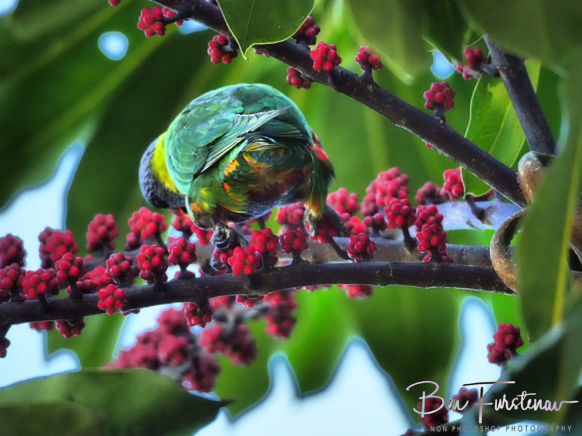 An indication on colours @ Lismore, Northern New South Wales, Australia
