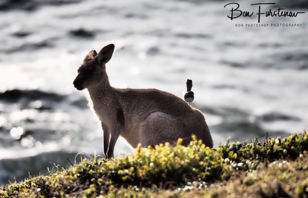 Idyllic paradise at Kemp’s Corner @ Hat Head National Park, Northern New South Wales, Australia