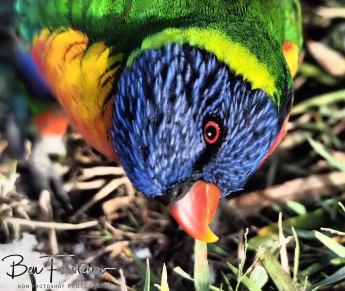 You shall believe @ Hat Head, Northern New South Wales, Australia