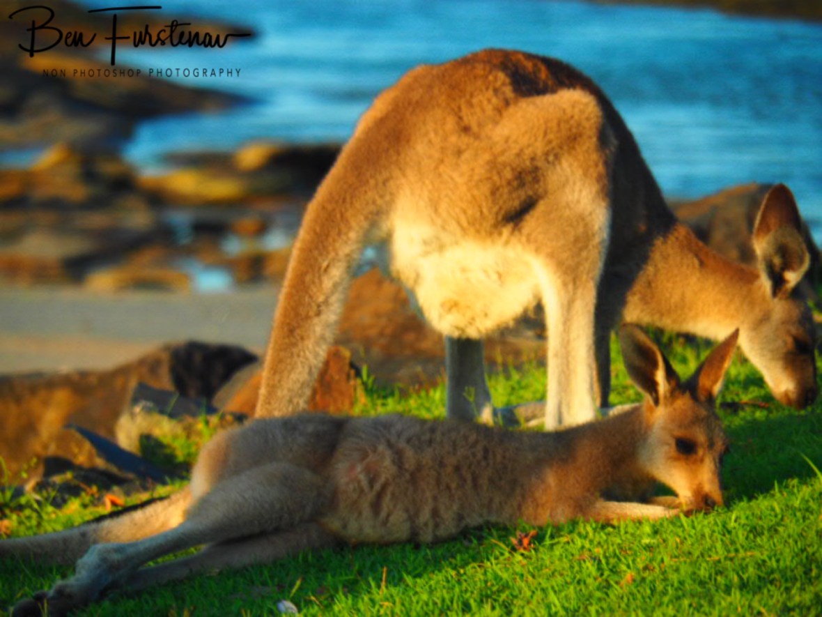 Fast food @ Woody Head, Northern New South Wales, Australia