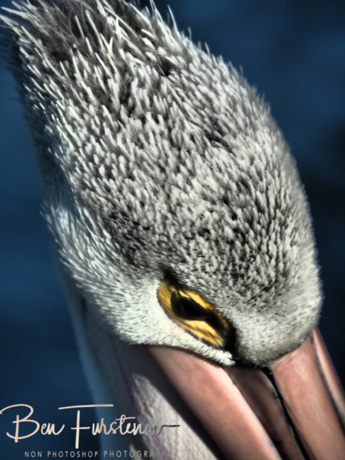 No movement is unnoticed @ The Entrance, Central Coast, New South Wales, Australia