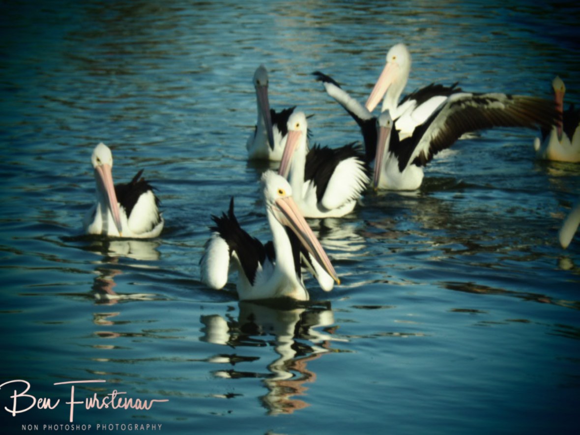 Peli-caravan @ The Entrance, Central Coast, New South Wales, Australia