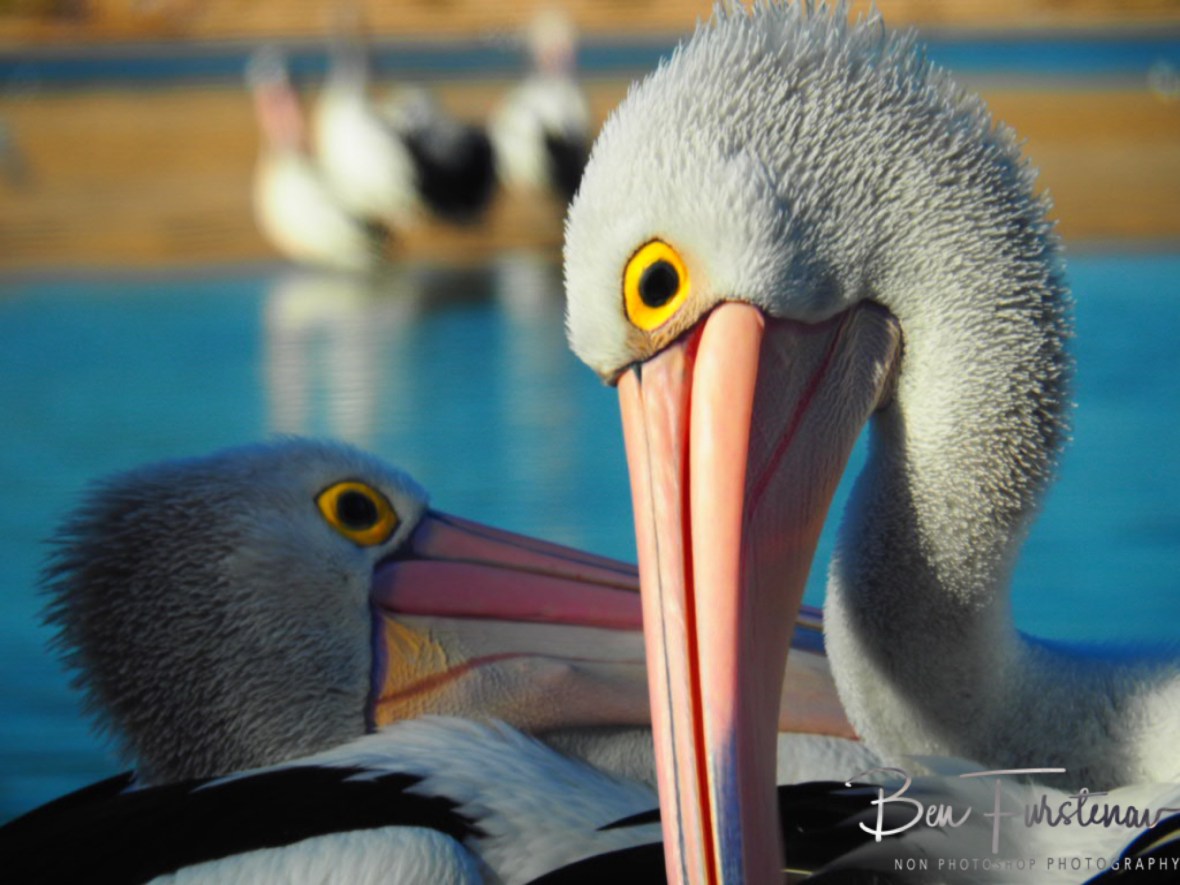 Different vibe @ The Entrance, Central Coast, New South Wales, Australia