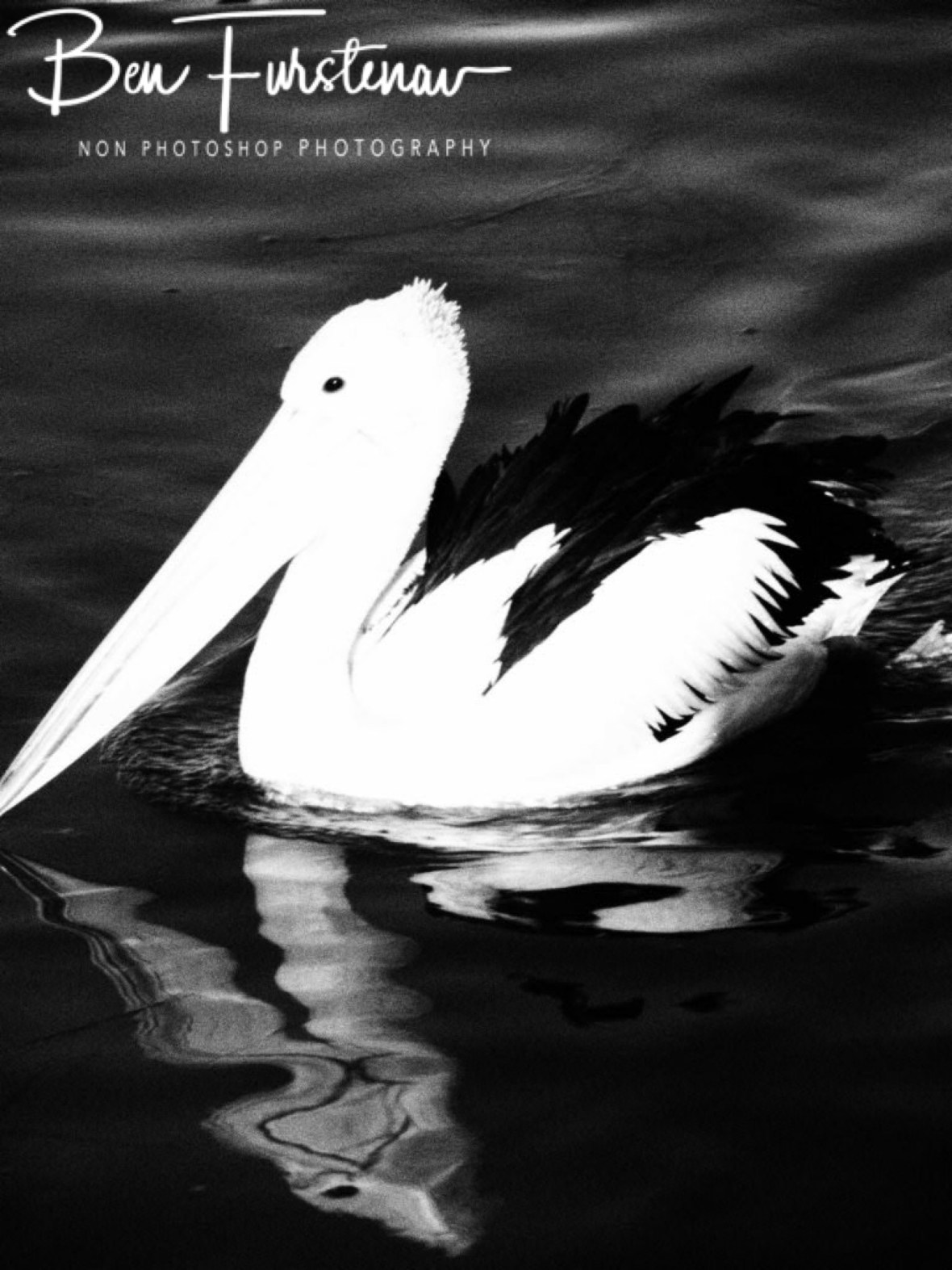 Close-up in black and white @ The Entrance, Central Coast, New South Wales, Australia