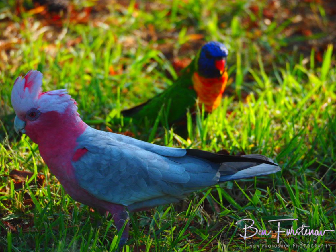Neighbours check-up @ Evans Head, Northern New South Wales, Australia