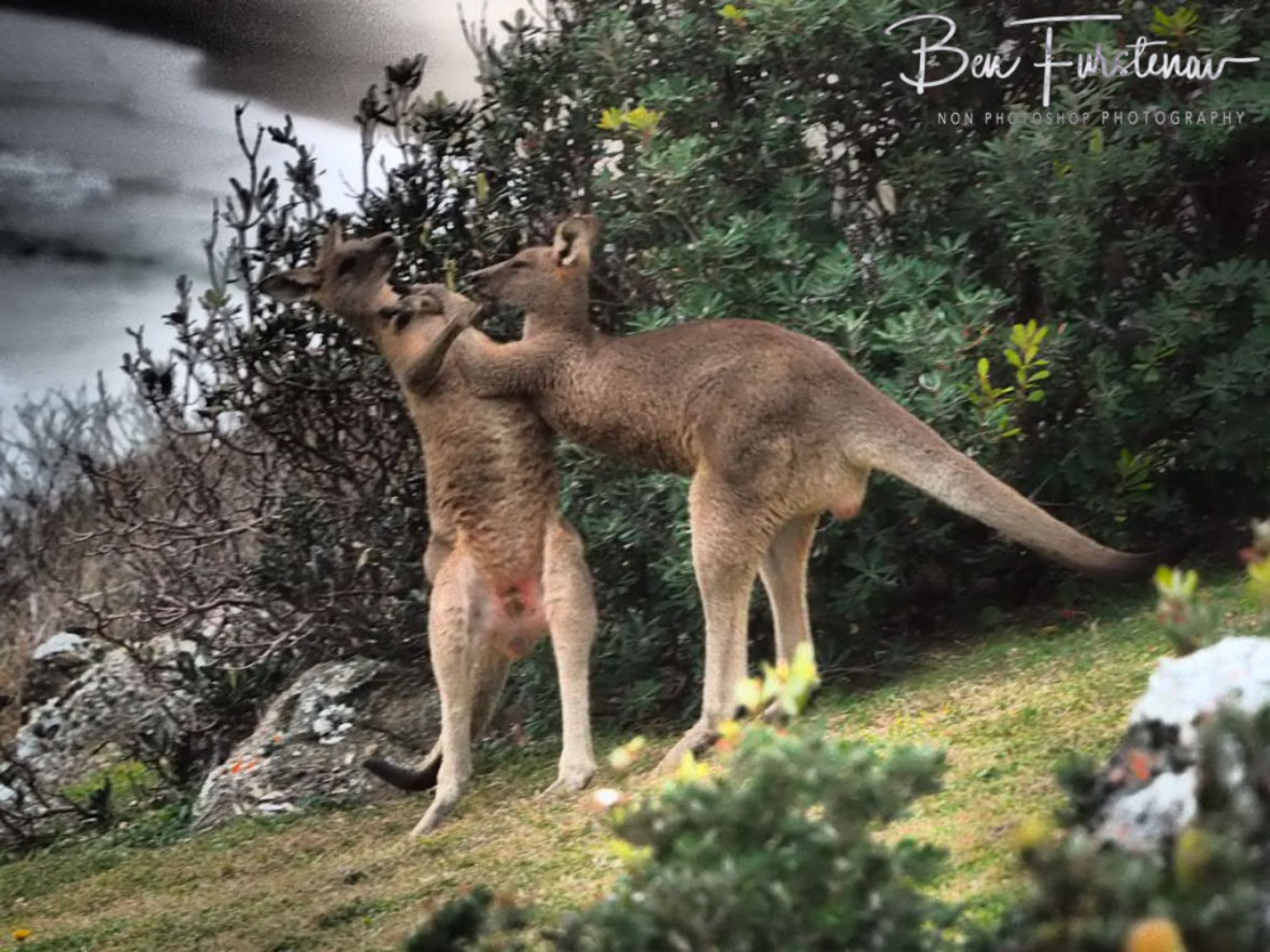 Counter punch @ Hat Head National Park, Northern New South Wales, Australia