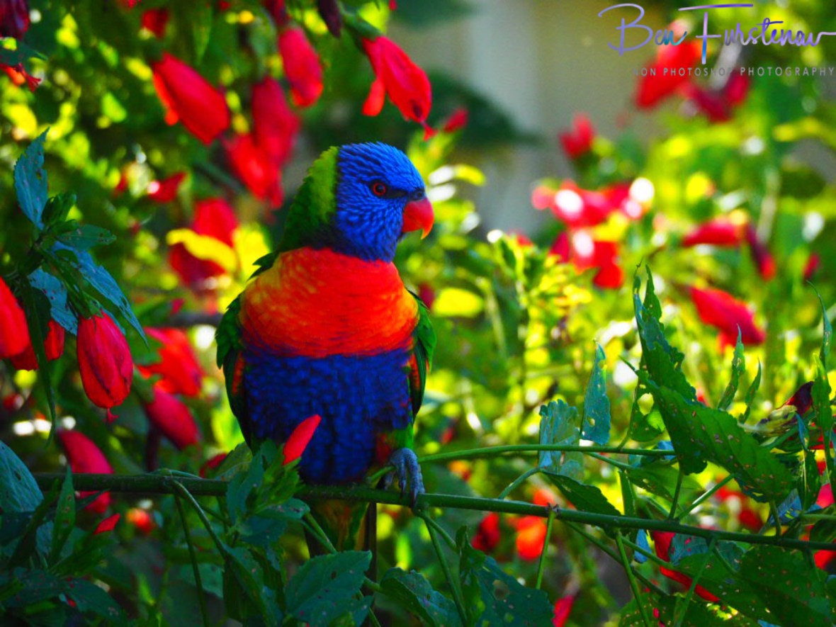 What’s the next move @ Coffs Harbour, Northern New South Wales, Australia