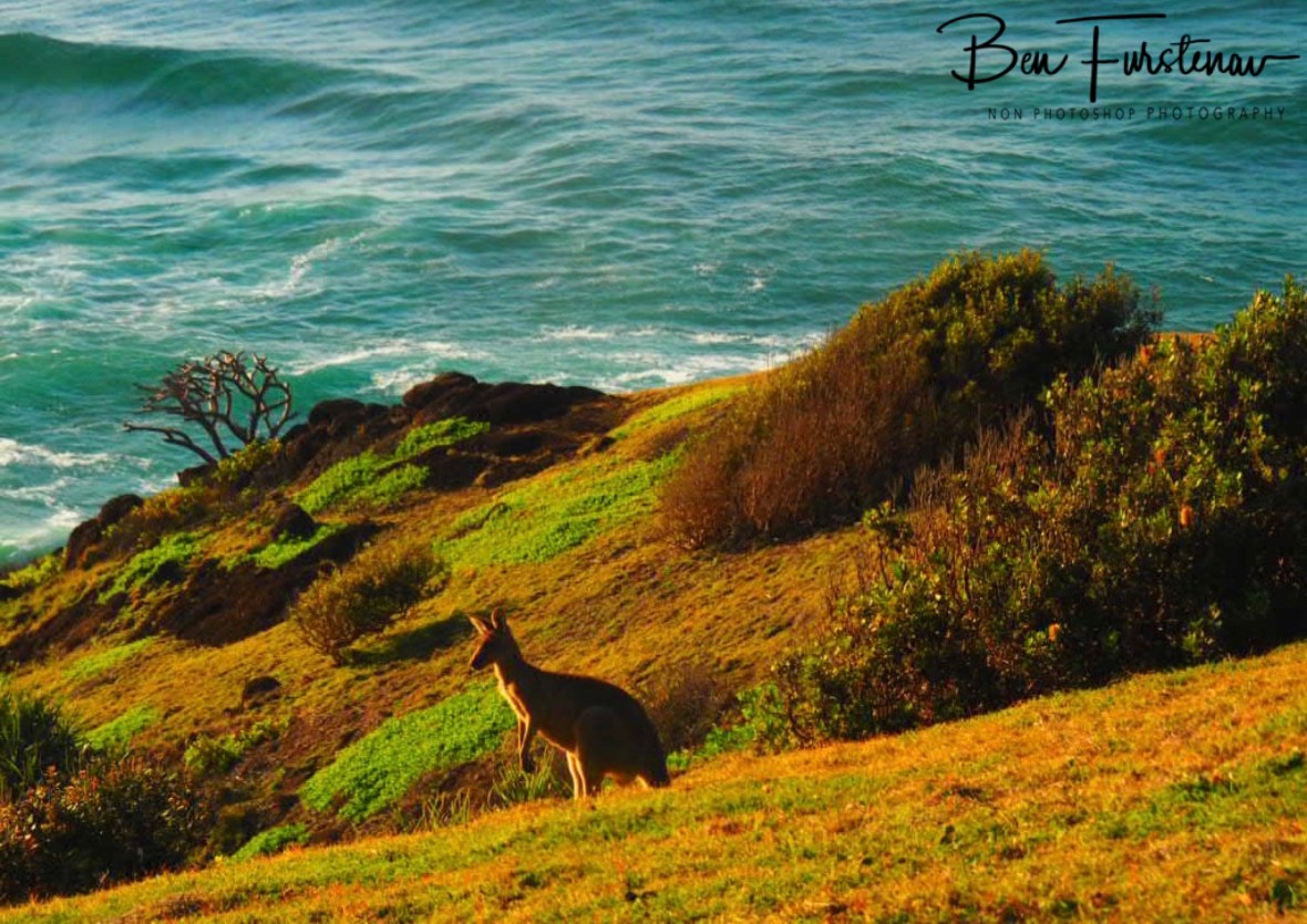 Green riches at Kemp’s Corner @ Hat Head National Park, Northern New South Wales, Australia