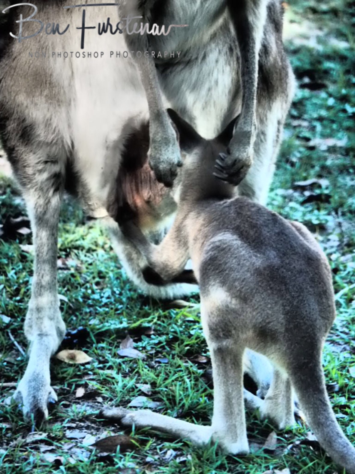 Pouch insight view @ Woody Head, Northern New South Wales, Australia