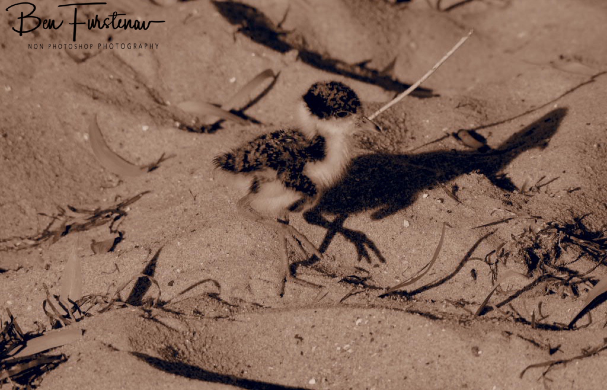 Outstanding in sepia @ Deception Bay, South-East Queensland, Australia