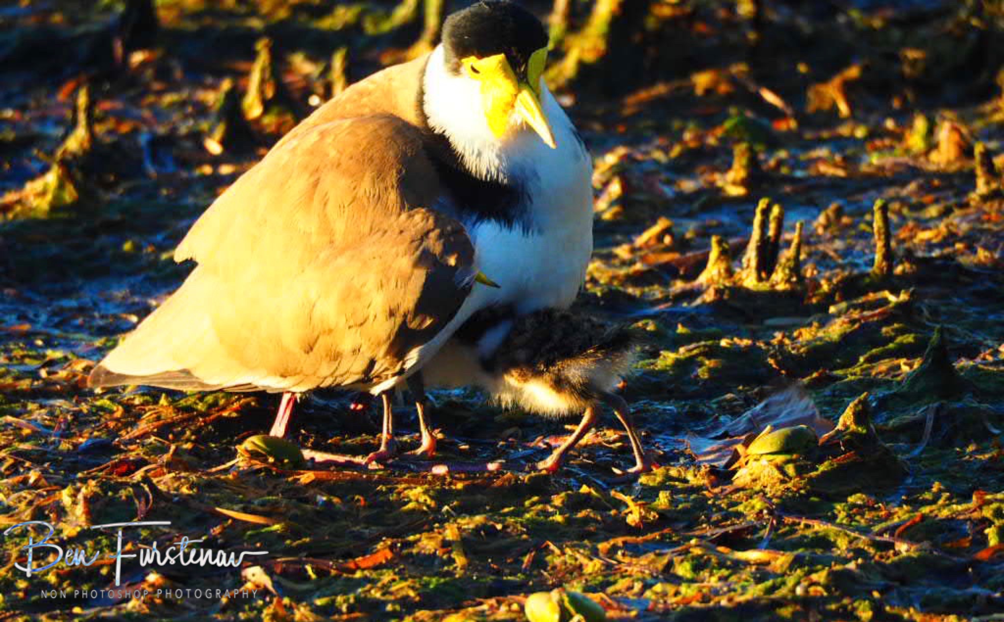 Hey mom @ Deception Bay, South-East Queensland, Australia