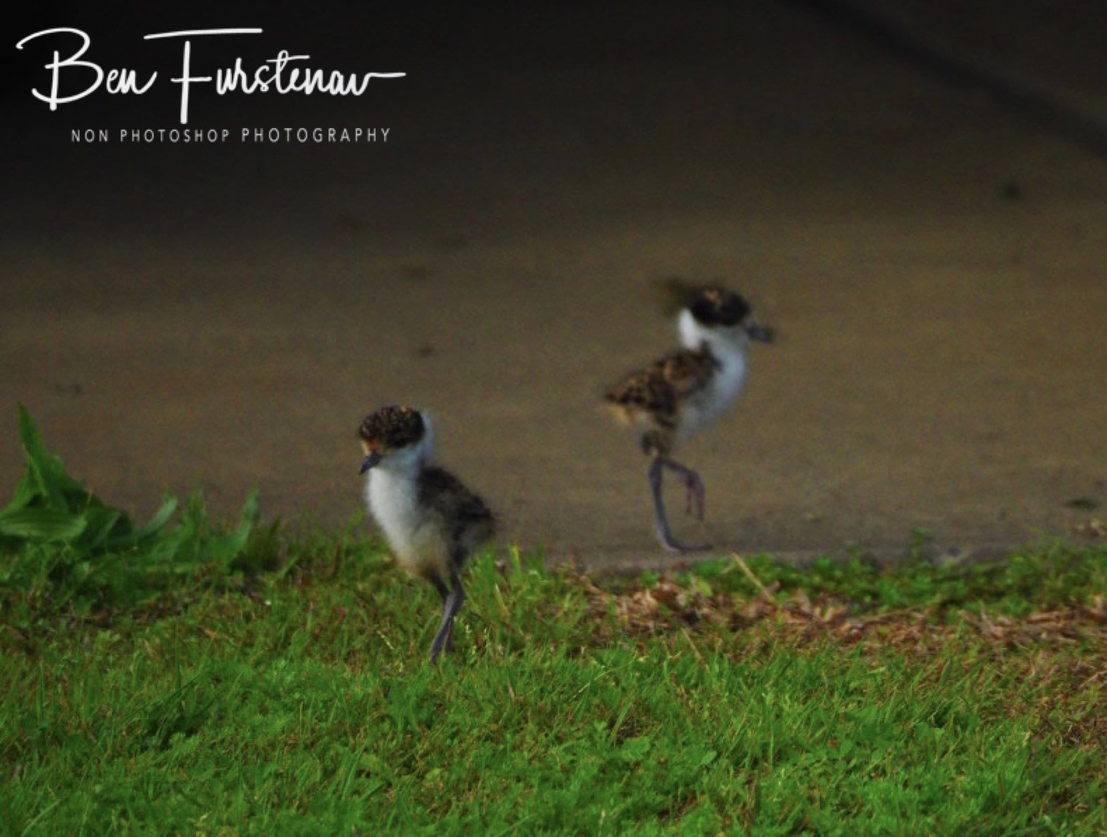Surviving @ Lismore, Northern New South Wales, Australia
