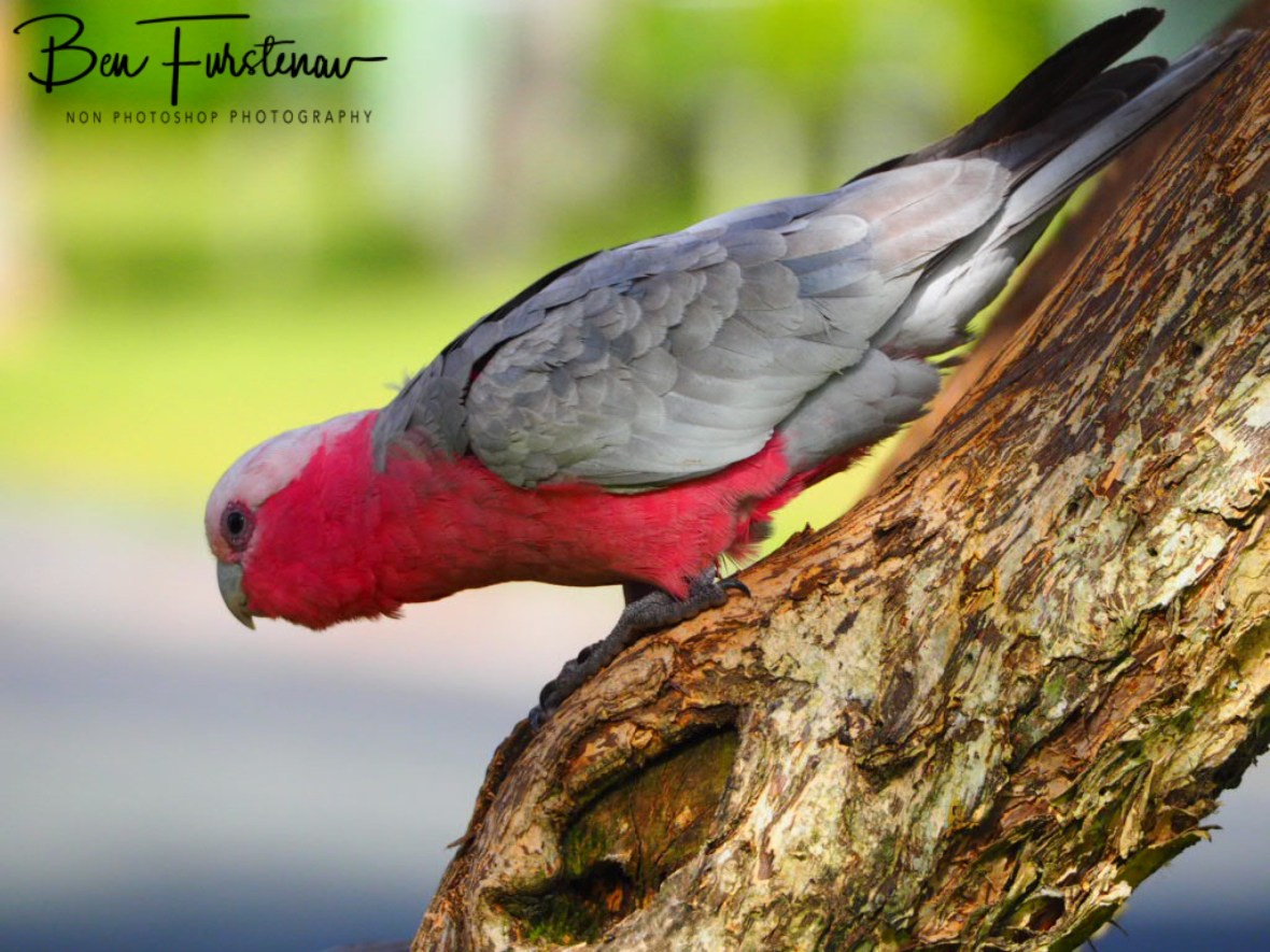 Determined @ Golden Beach, South-east Queensland, Australia