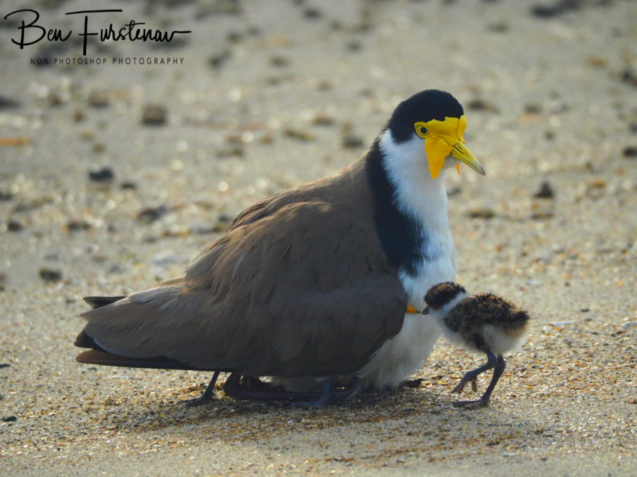 Creature comforts @ Deception Bay, South-East Queensland, Australia