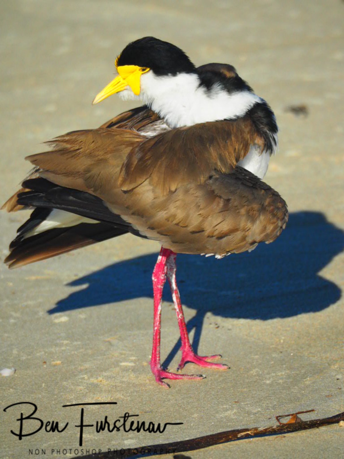 Get inda choppa! @ Woody Head, Northern New South Wales, Australia