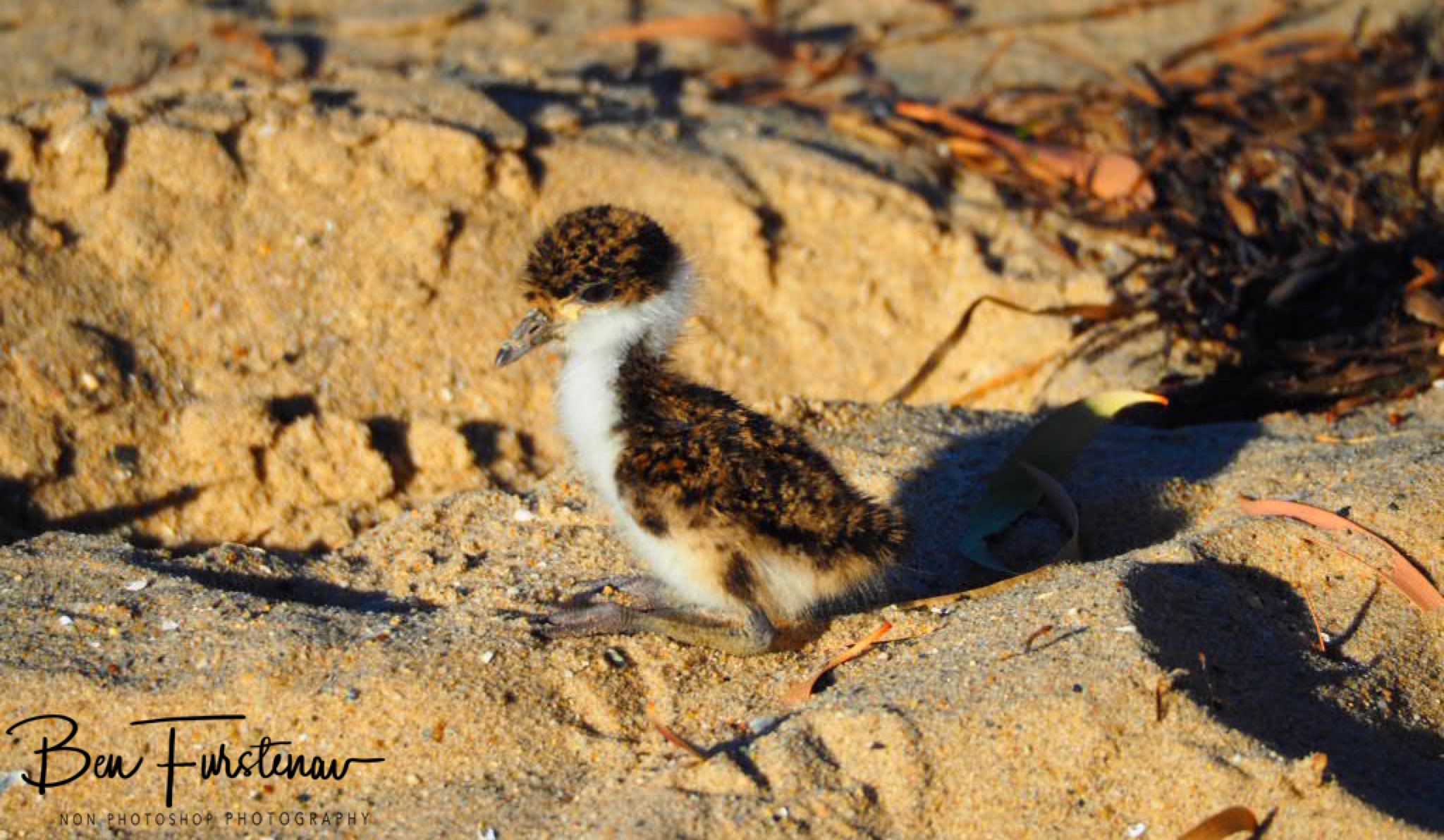 Feathered beacon @ Deception Bay, South-East Queensland, Australia