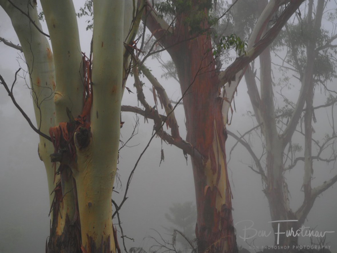 Gondwana @ Lismore area, Northern New South Wales, Australia