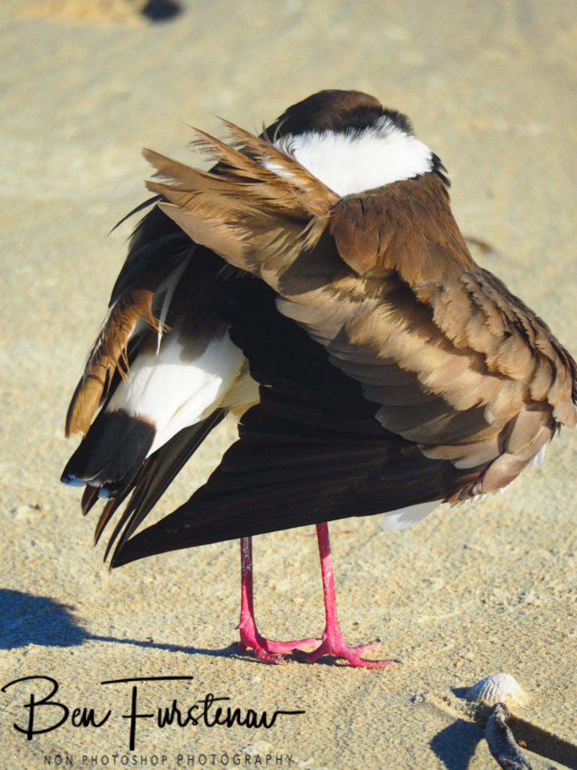 Scruburban moves @ Woody Head, Northern New South Wales, Australia