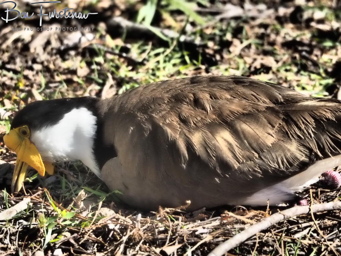 Another twig @ Woody Head, Northern New South Wales, Australia