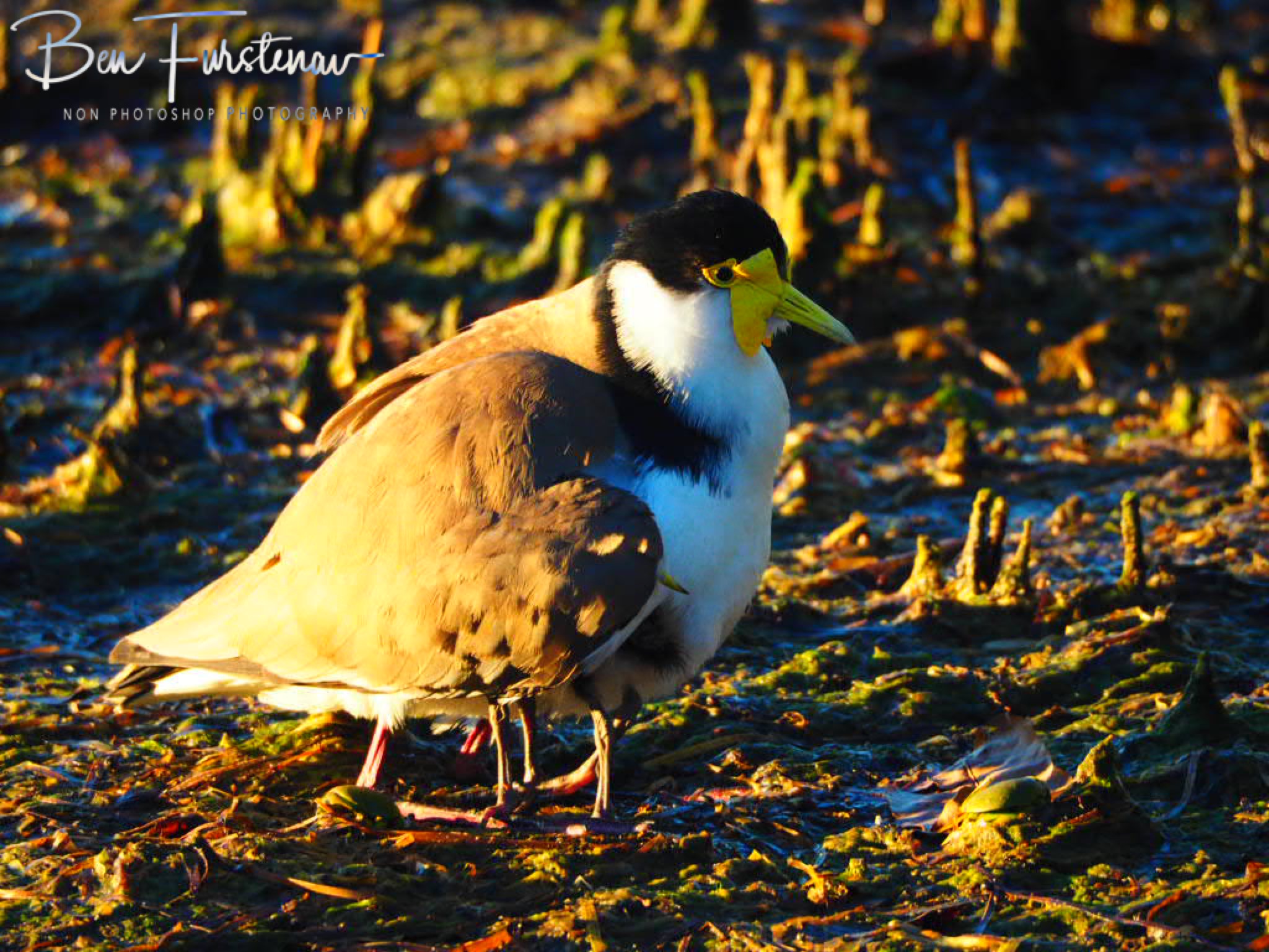 No nest for the wicked @ Deception Bay, South-East Queensland, Australia