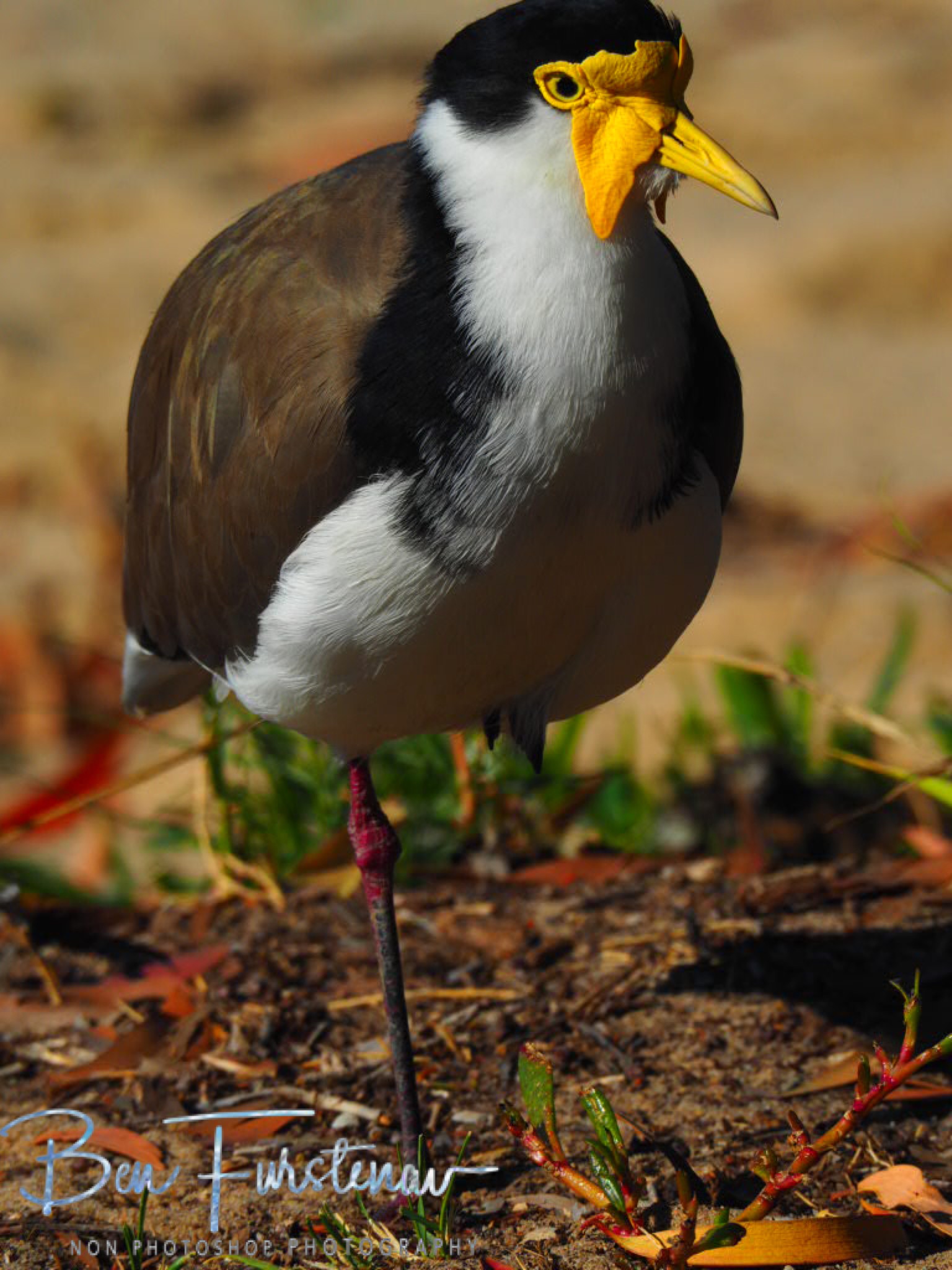 One foot @ Deception Bay, South-East Queensland, Australia