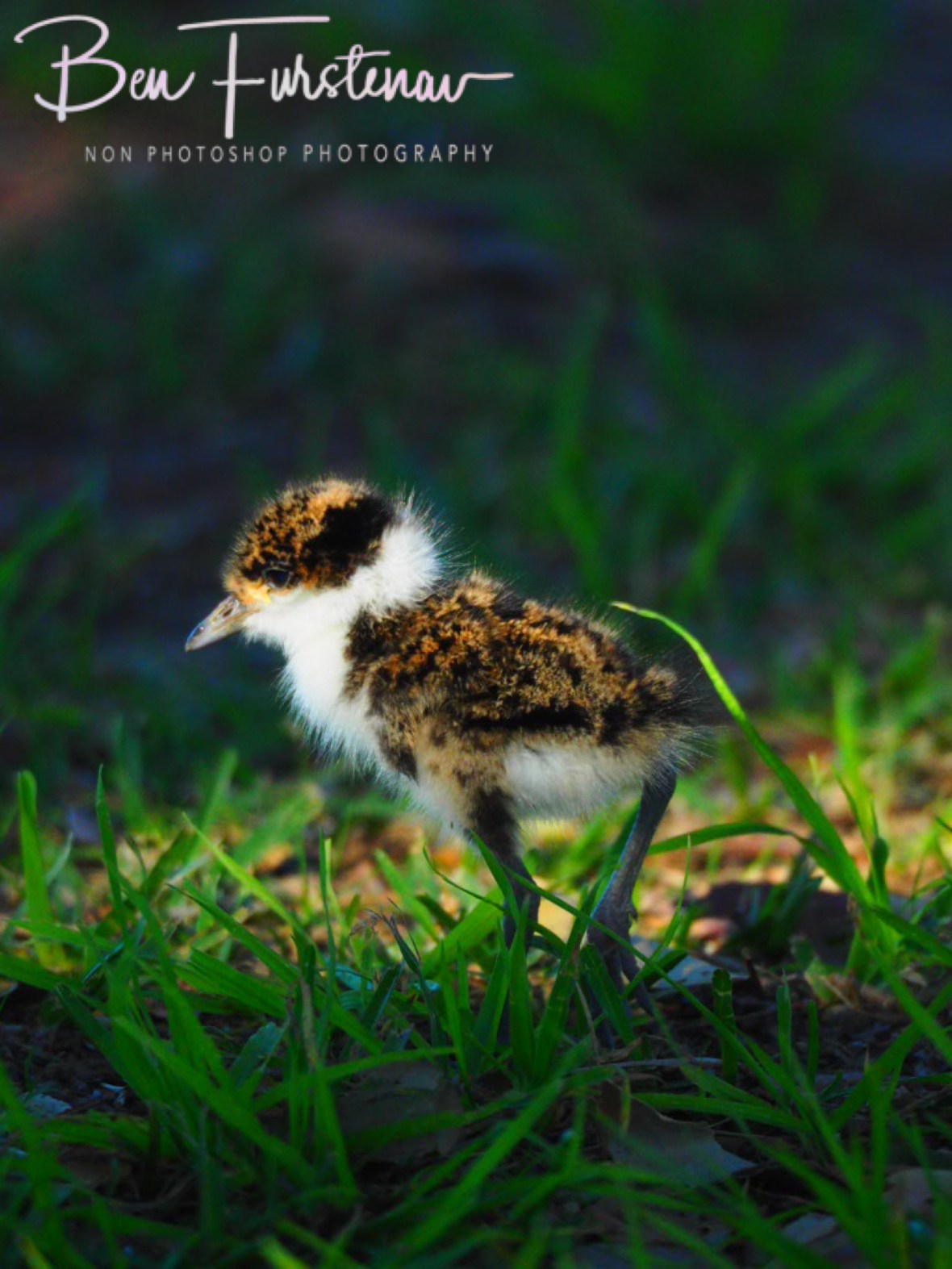 Chick on the loose @ Deception Bay, Queensland, Australia