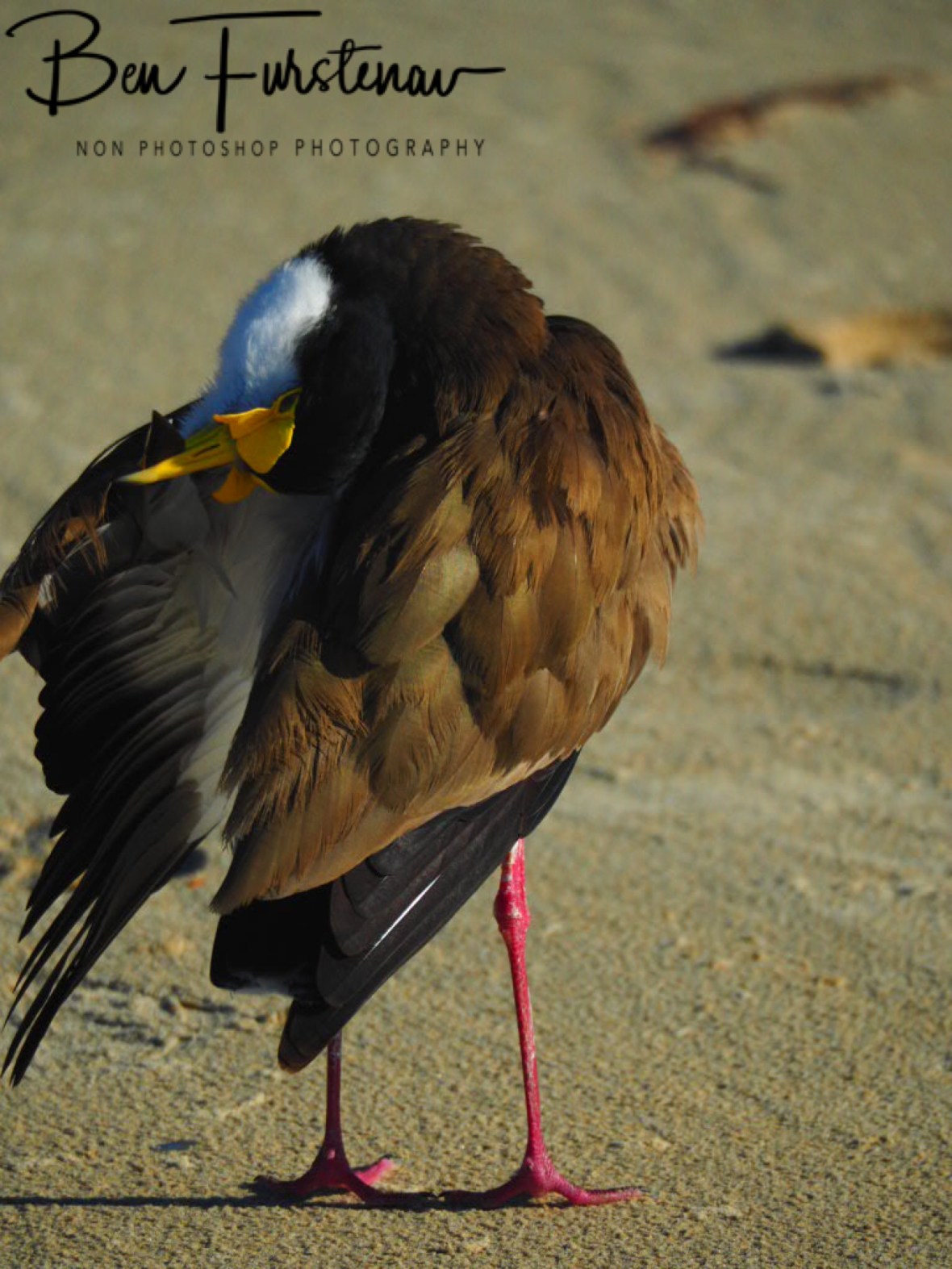 Flexibility @ Woody Head, Northern New South Wales, Australia