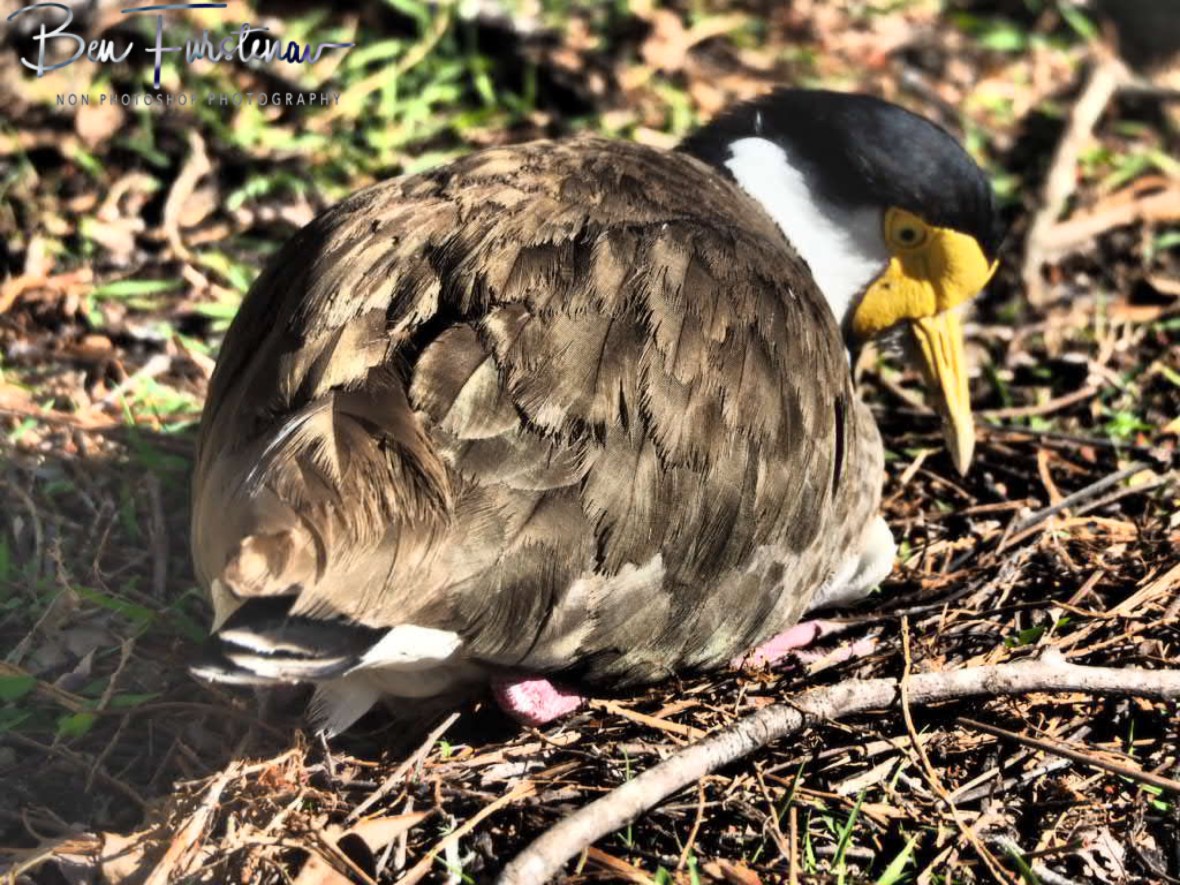 Come back soon @ Woody Head, Northern New South Wales, Australia