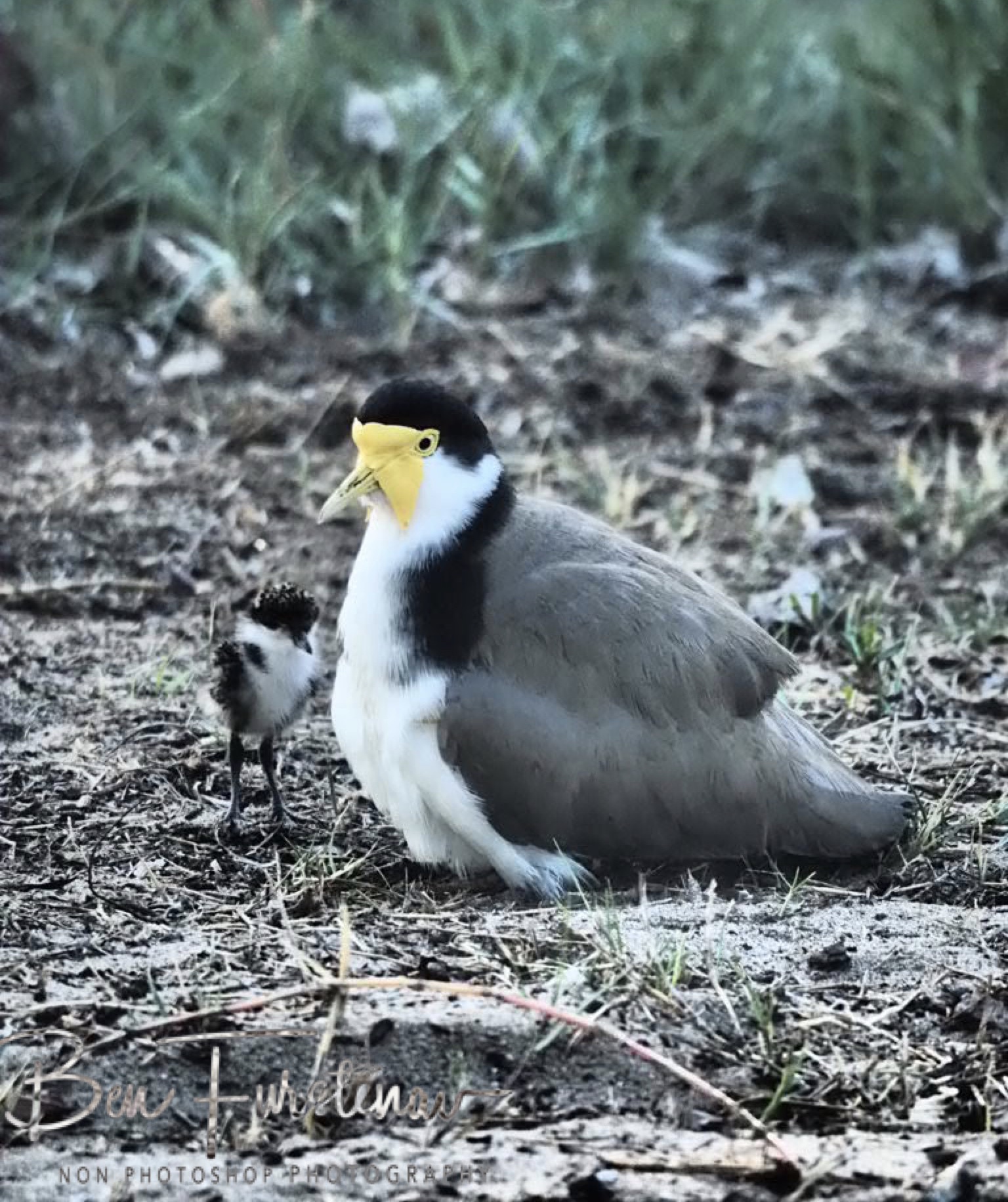 Sorry I am late! @ Deception Bay, South-East Queensland, Australia
