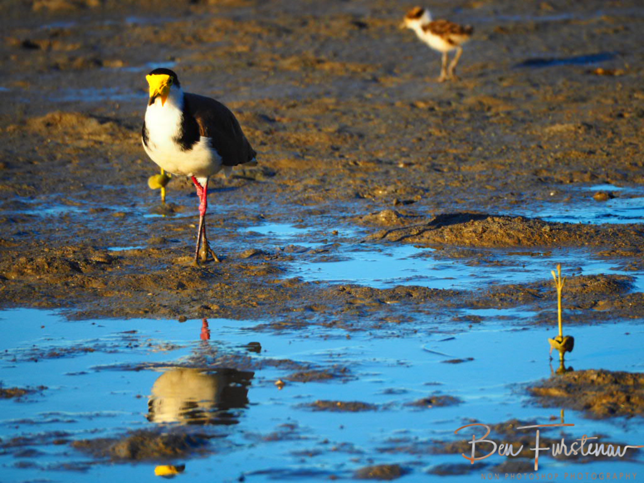 Roam if you want to! @ Deception Bay, South-East Queensland, Australia