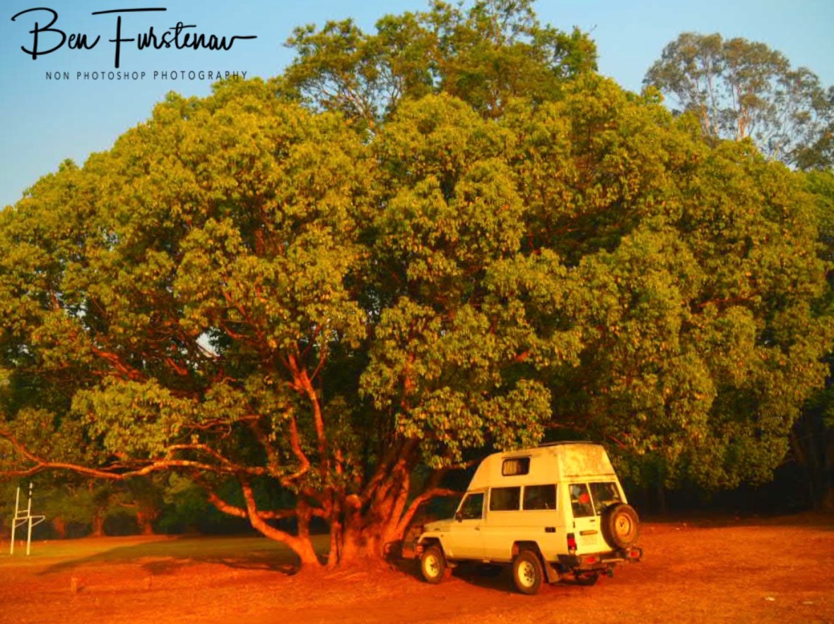 Past bedtime @ Lismore area, Northern New South Wales, Australia