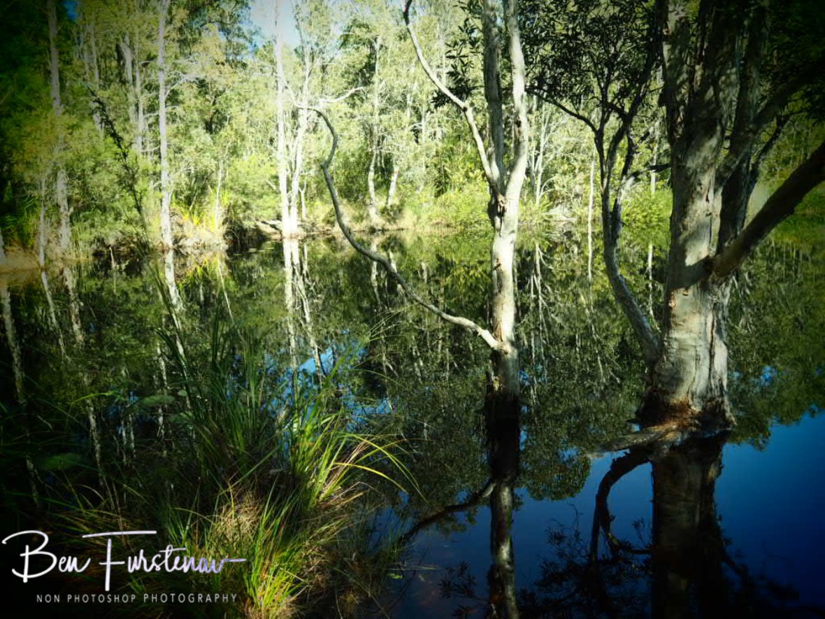 Tyagara Swamp reflections @ Brunswick Heads, Northern New South Wales, Australia