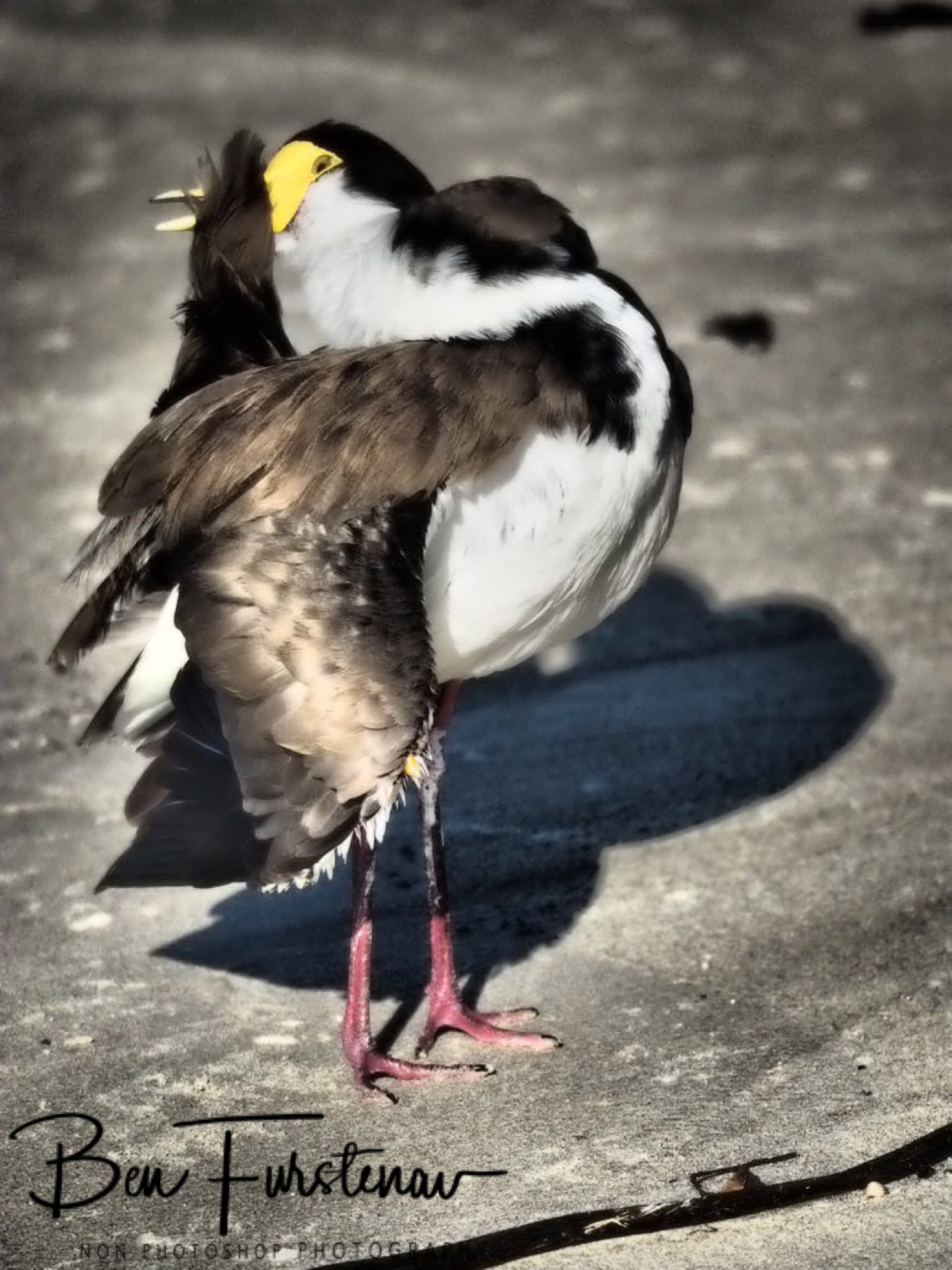 D.I.S.C.O. @ Woody Head, Northern New South Wales, Australia