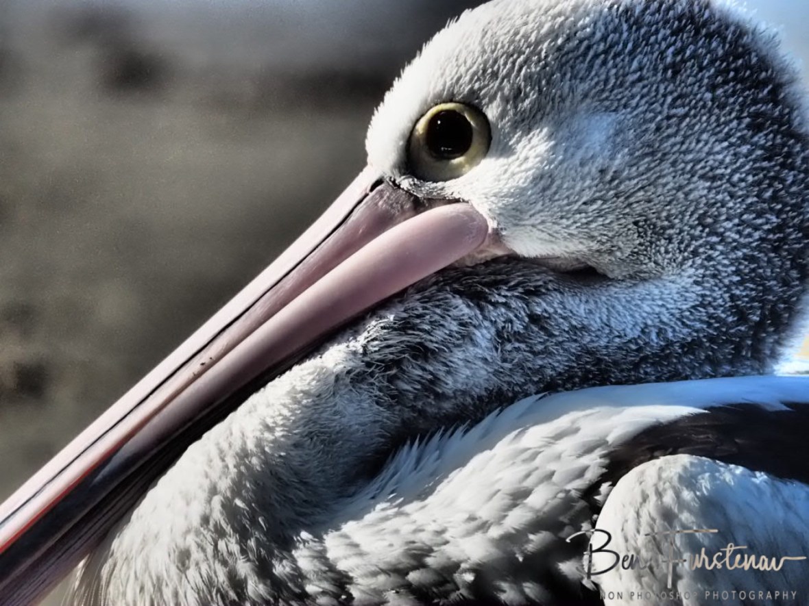 Not fair! @ Woody Head, Northern New South Wales, Australia
