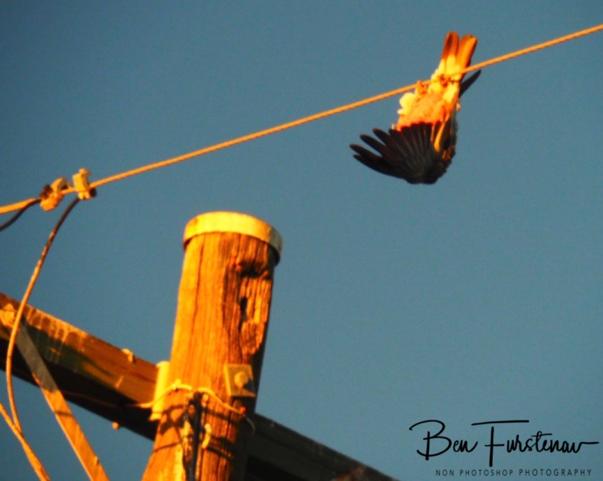 Daredevil act @ Evans Head, Northern New South Wales, Australia