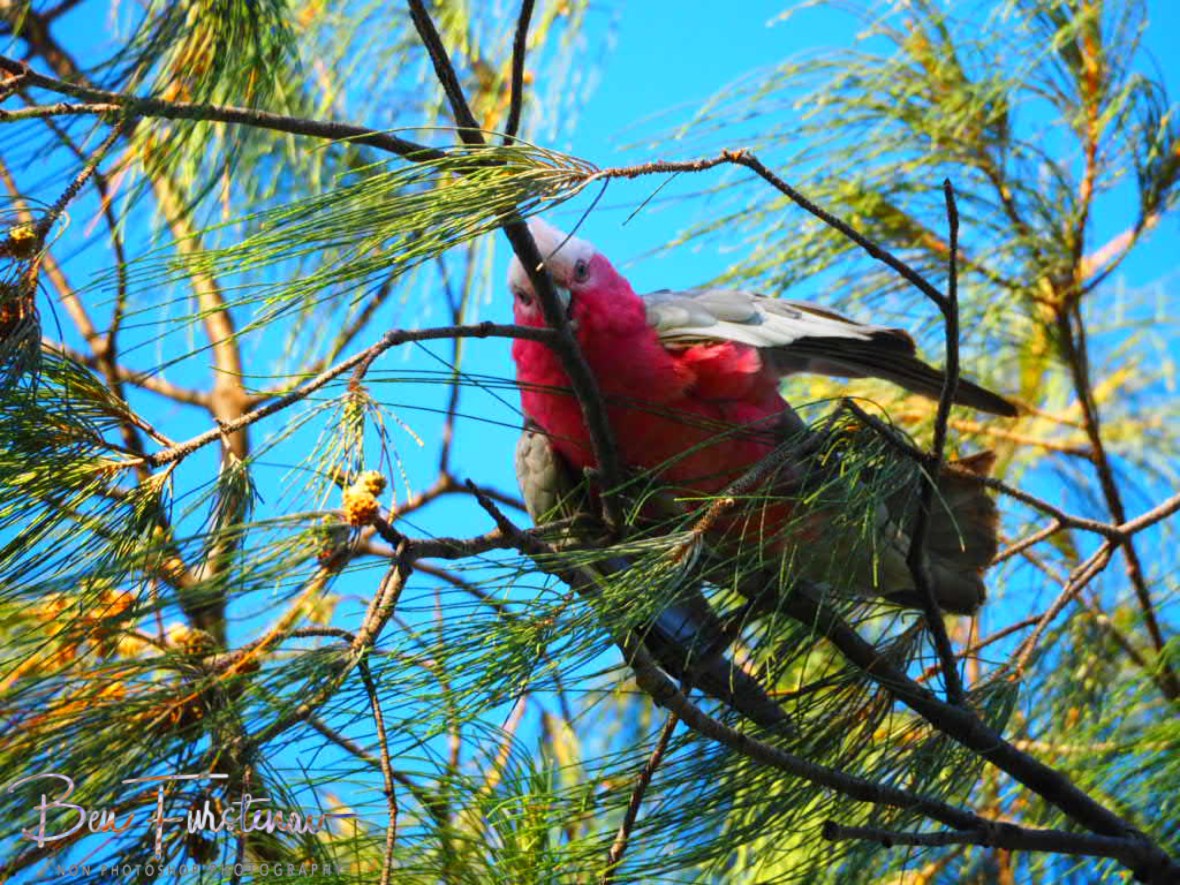Sidelined @ Woolgoolga, Northern New South Wales, Australia