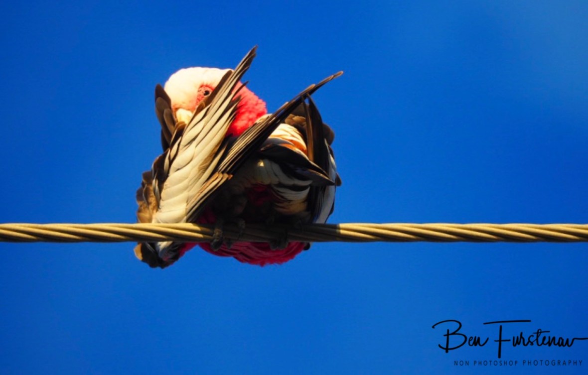 Anticipating @ Deception Bay, South-east Queensland, Australia