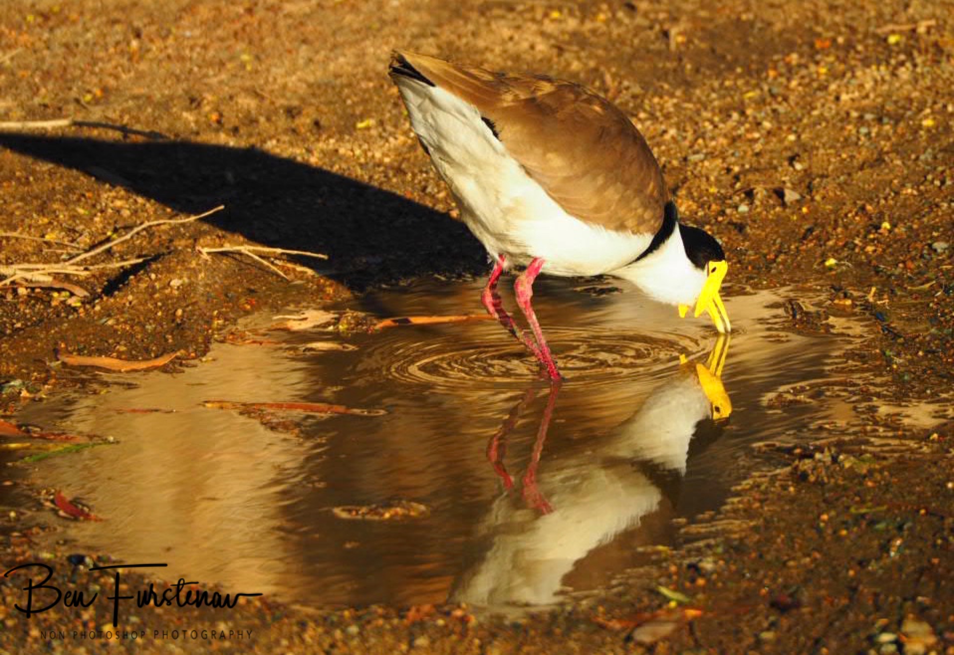 Reflections and shadows @ Deception Bay, South-East Queensland, Australia