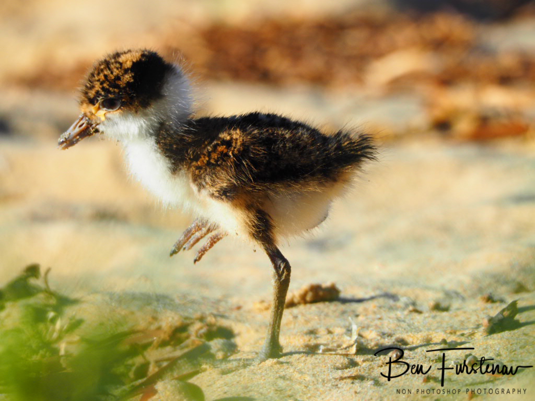 Furry ping-pong balls @ Deception Bay, South-East Queensland, Australia