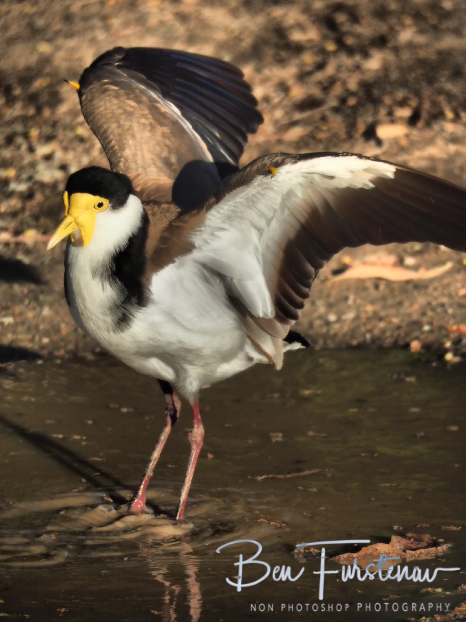 Offence @ Deception Bay, South-East Queensland, Australia