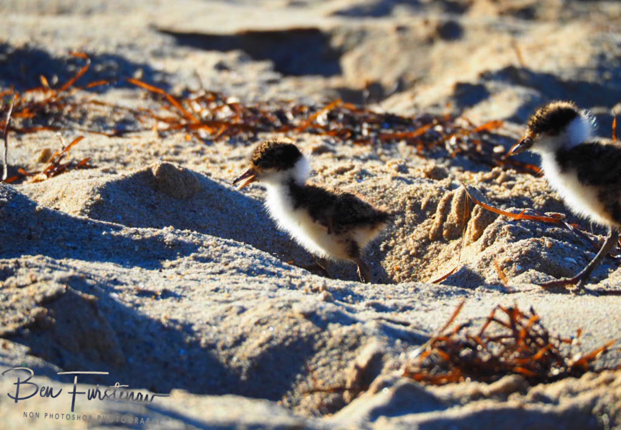 Footsteps @ Deception Bay, South-East Queensland, Australia