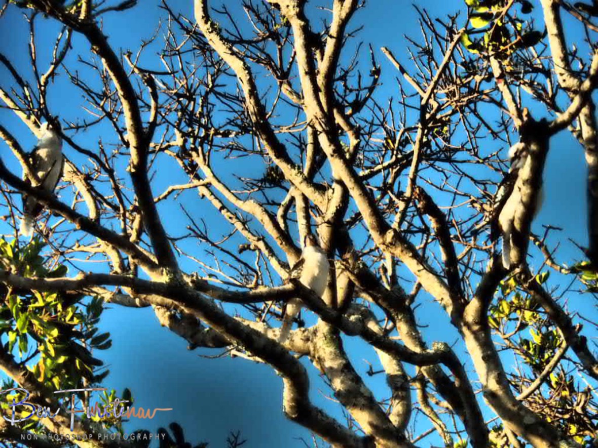 Three more kookaburras @ Brunswick Heads, Northern New South Wales, Australia
