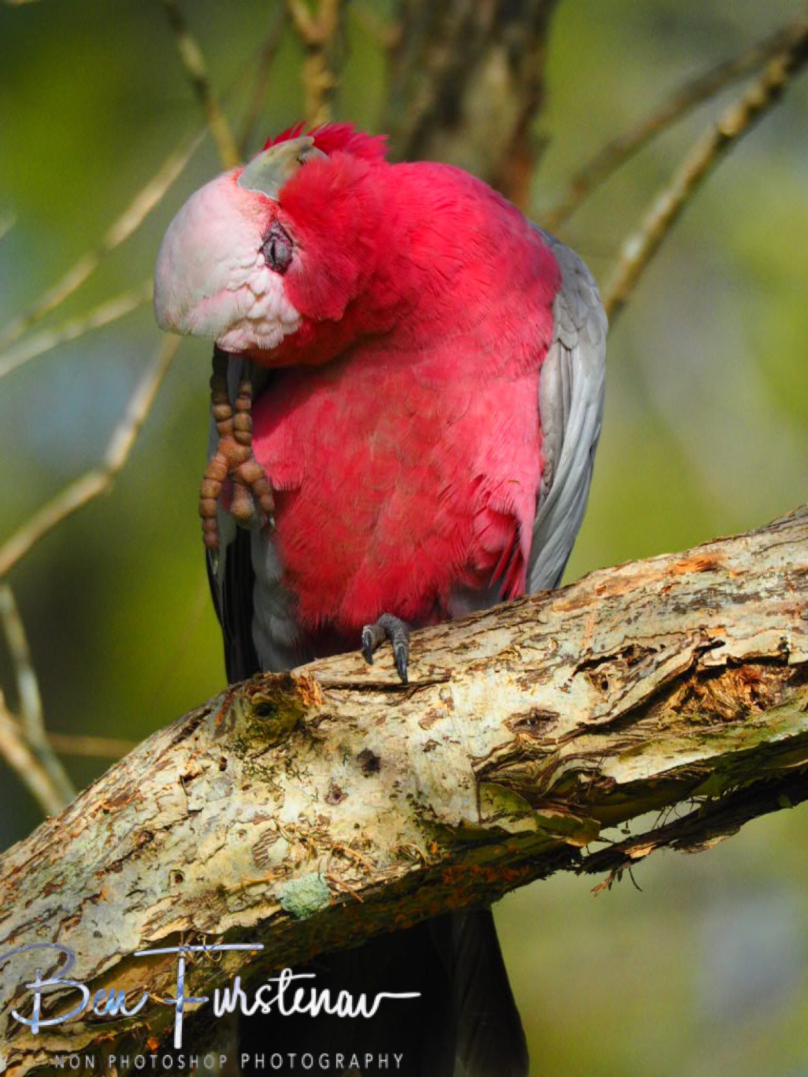 Re-composed @ Golden Beach, South-east Queensland, Australia