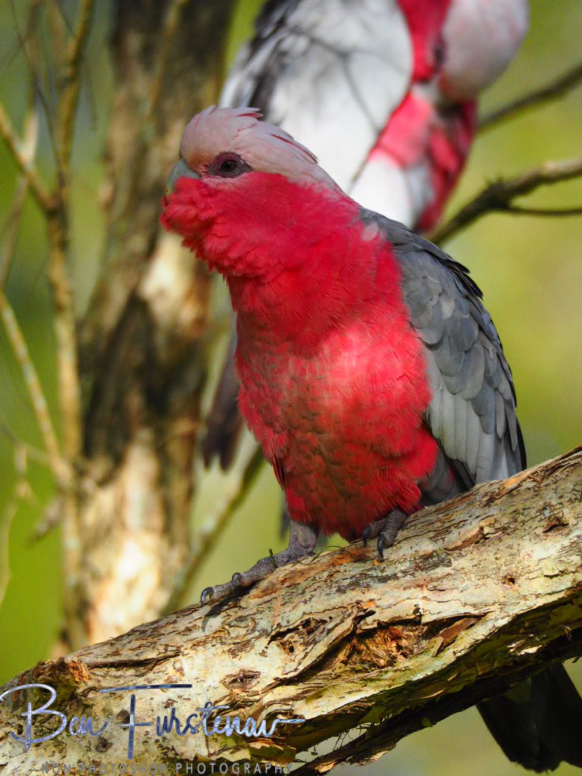 Brothers Grimm @ Golden Beach, South-east Queensland, Australia