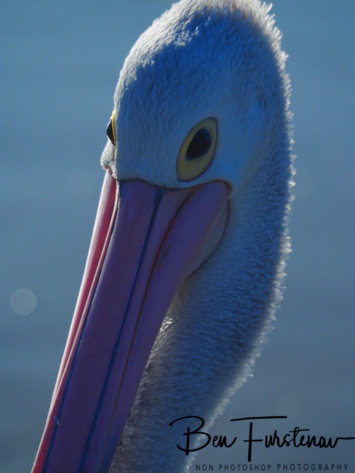 Smooth @ Woody Head, Northern New South Wales, Australia